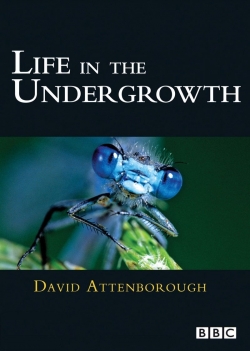 Life in the Undergrowth Life in the Undergrowth