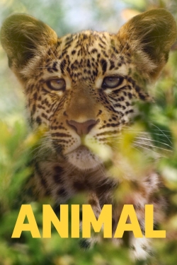 Animal Animal