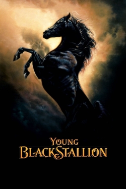 Young Black Stallion Young Black Stallion