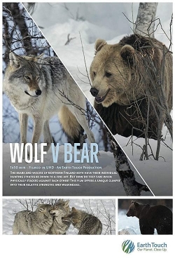Wolf vs Bear Wolf vs Bear