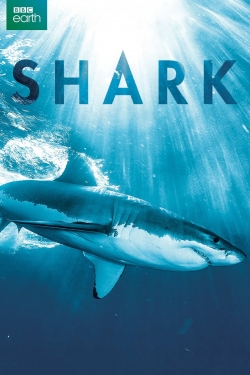 Shark Shark