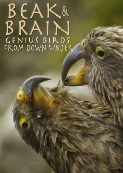 Beak & Brain - Genius Birds from Down Under Beak & Brain - Genius Birds from Down Under