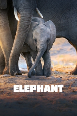 Elephant Elephant