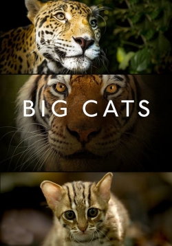 Big Cats Big Cats