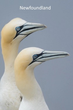 Newfoundland Newfoundland