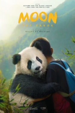 Moon The Panda Moon The Panda